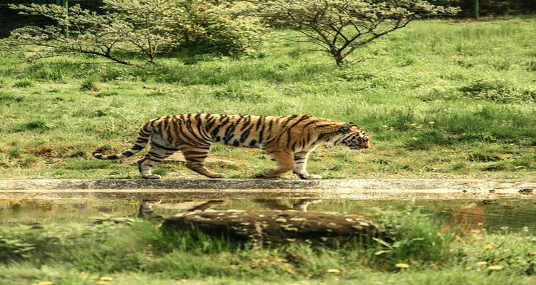 Lujoso circuito de 26 días por la vida salvaje de la India con Rajastán desde Bombay(Todo incluido) - Travel Con 8