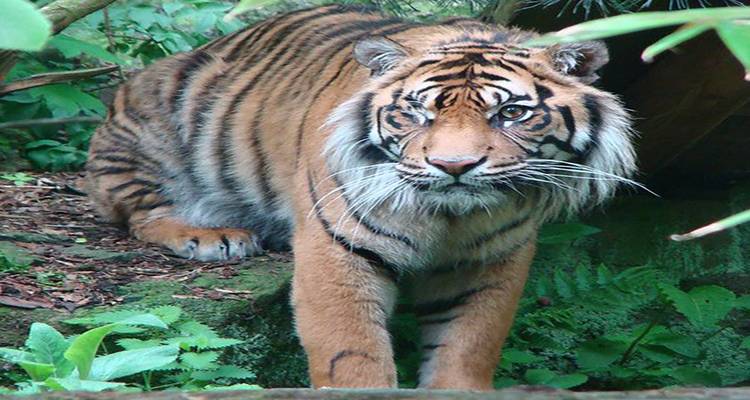 Lujoso circuito de 26 días por la vida salvaje de la India con Rajastán desde Bombay(Todo incluido) - Travel Con 10