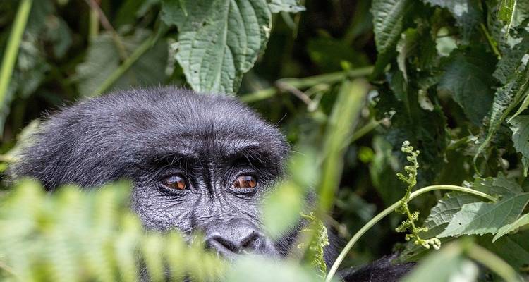 Rwanda/Ouganda : Safari gorilles - Receptivo Aborigen Tours 3