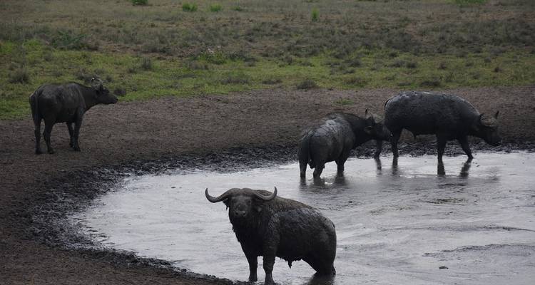 Kenia: Maasai Mara, Nairobi, Aberdare - 6 Días - Receptivo Aborigen Tours 9