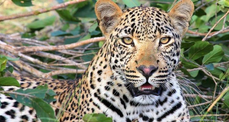 Kenia: Maasai Mara, Nairobi, Aberdare - 6 Días - Receptivo Aborigen Tours 6