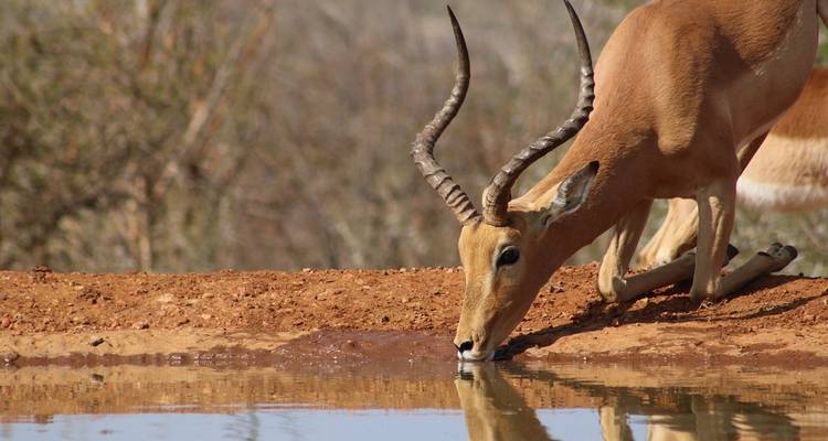 Kenia: Maasai Mara, Nairobi, Aberdare - 6 Días - Receptivo Aborigen Tours 7