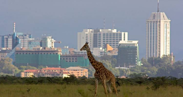 Kenia: Maasai Mara, Nairobi, Aberdare - 6 Días - Receptivo Aborigen Tours 3