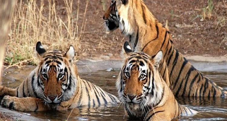 12 días de aventura con el tigre real de bengala y el Taj Mahal (Todo incluido) - Travel Con 1
