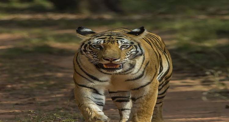 12 días de aventura con el tigre real de bengala y el Taj Mahal (Todo incluido) - Travel Con 2