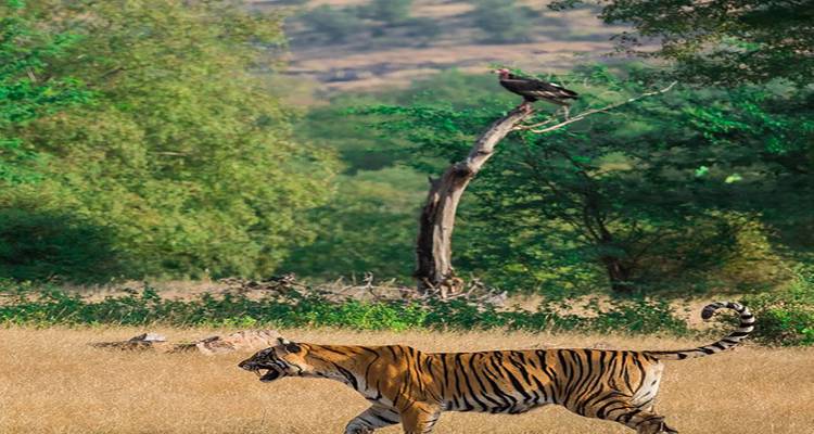 12 días de aventura con el tigre real de bengala y el Taj Mahal (Todo incluido) - Travel Con 4