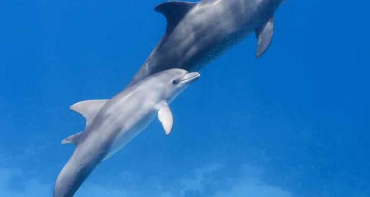 DOLPHIN HOUSE - Alacart Travel Egypt 1
