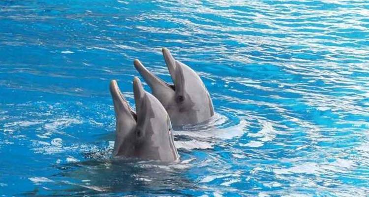 DOLPHIN HOUSE - Alacart Travel Egypt 2
