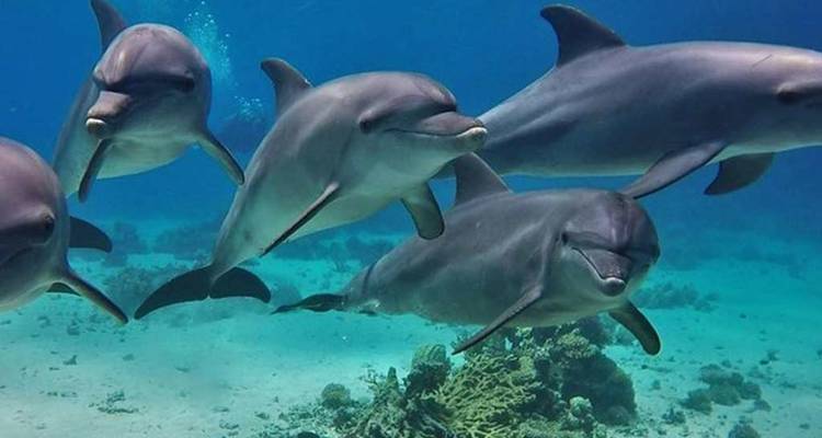 DOLPHIN HOUSE - Alacart Travel Egypt 3