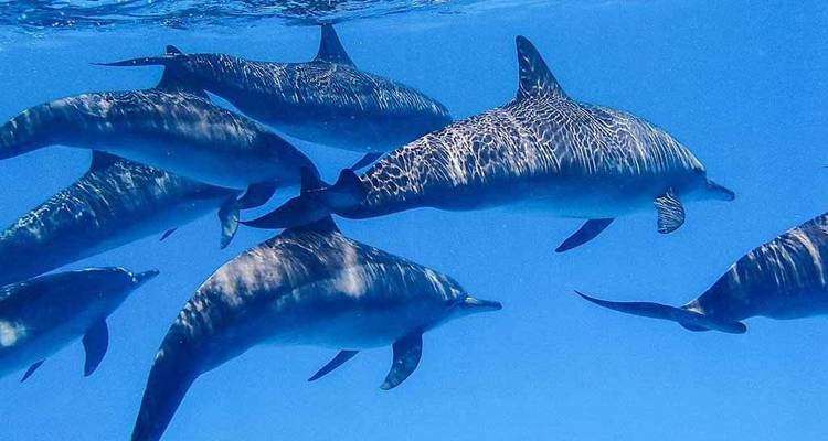 DOLPHIN HOUSE - Alacart Travel Egypt 4