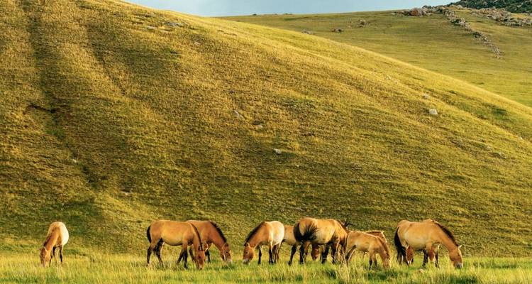 À la découverte du pays des nomades - Mongolie active - Crooked Compass 8