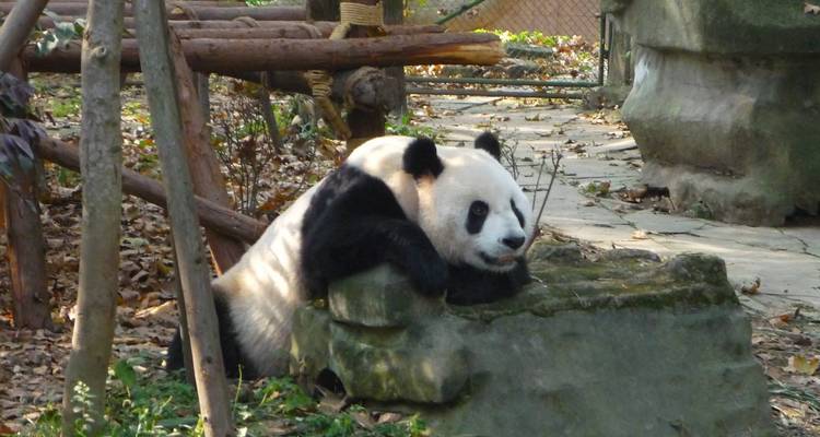 Panda lounging on a rock in a wooded enclosure.