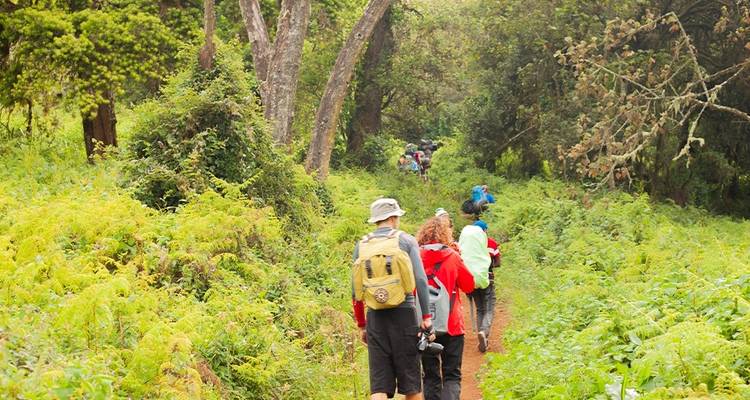 Kilimanjaro Día Internacional de la Mujer Marzo 2024 - Zara Tours (Zara Tanzania Adventures) 9