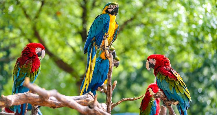 Des perroquets colorés perchés sur des branches d'arbres dans un environnement luxuriant.