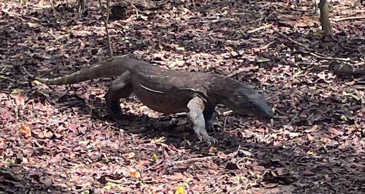 Lo mejor de Bali y escapada a Komodo - Vio Travel 8