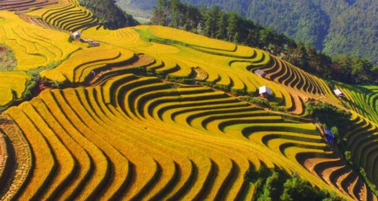 Champs en terrasses dorés sous un ciel bleu dégagé, présentant de magnifiques motifs agricoles.