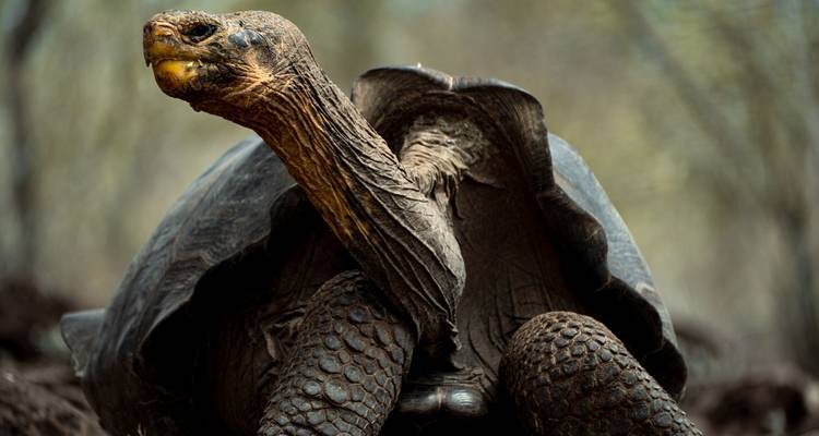 5 días para descubrir la vida salvaje de Galápagos - 2 islas Deshabitadas - Responsible Travel South America 3