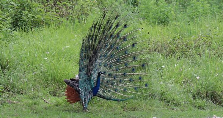 Un magnífico pavo real exhibe un abanico completo de plumas iridiscentes en un claro cubierto de pasto.