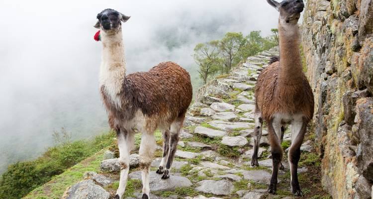 Twee lama's die lopen op een stenen pad met mist op de achtergrond.