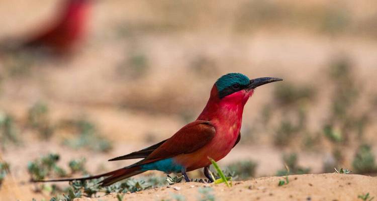 La fauna salvaje de Namibia en el punto de mira - DIAMIR Erlebnisreisen 2