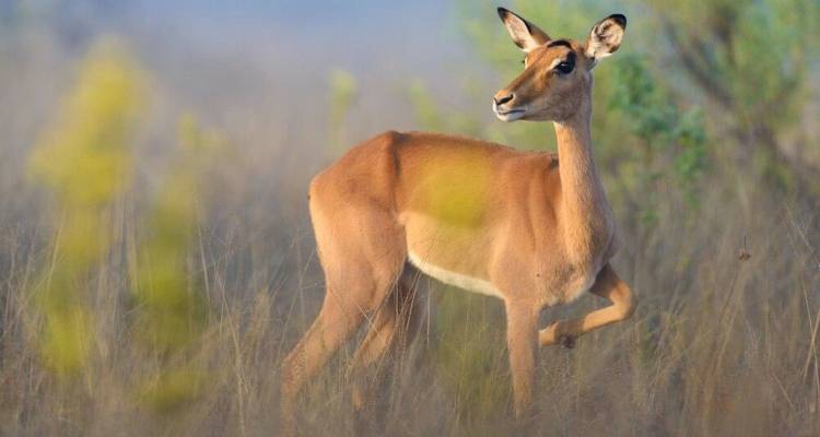 La fauna salvaje de Namibia en el punto de mira - DIAMIR Erlebnisreisen 4