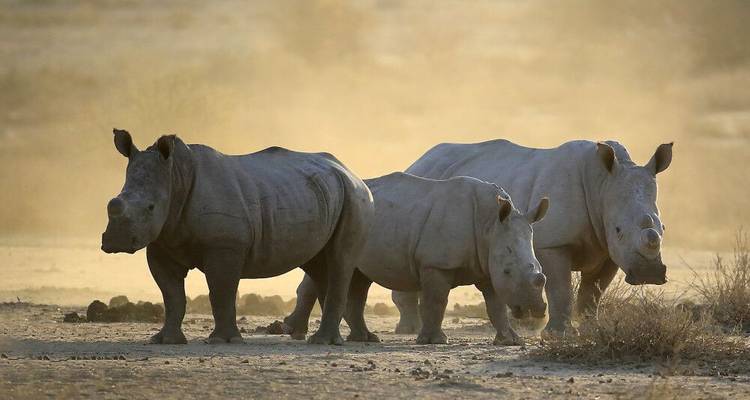 La fauna salvaje de Namibia en el punto de mira - DIAMIR Erlebnisreisen 8