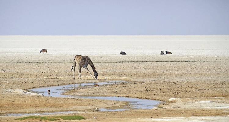 La fauna salvaje de Namibia en el punto de mira - DIAMIR Erlebnisreisen 10