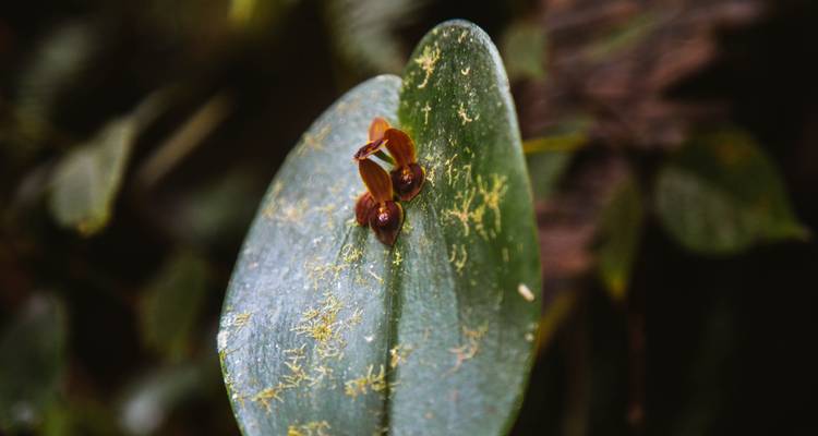 Close-up van een blad met kleine orchideeën, wazige bosachtergrond.