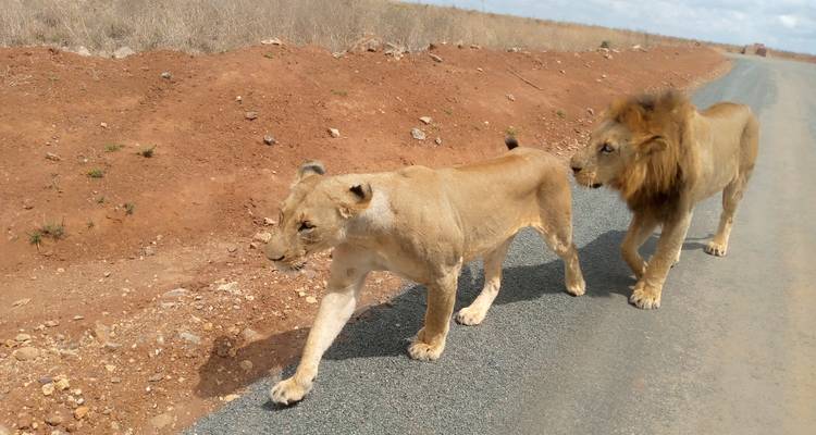 3 Days Maasai Mara Safari Tour - MAJESTIC QUEST TOURS AND TRAVEL 4