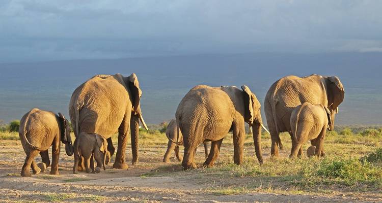 Een kudde olifanten die over een savanne loopt.