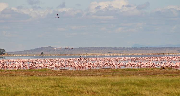 Een grote zwerm flamingo's in een meer.