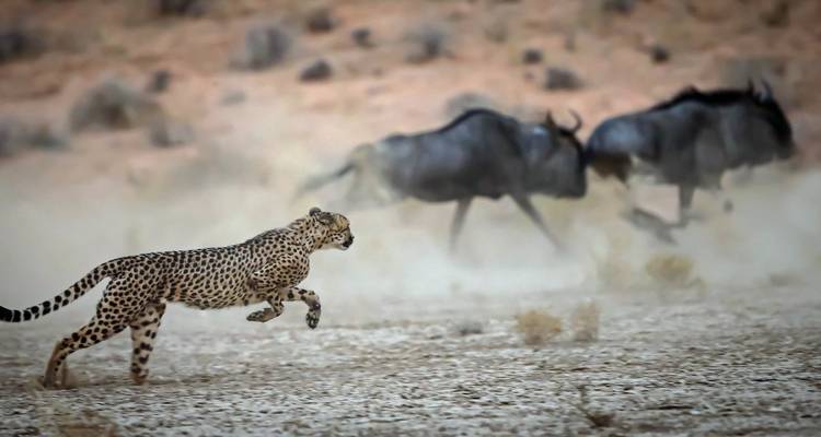 Safaris en grupo de gran migración en Tanzania y Kenia - Jollic Adventure Tour 9