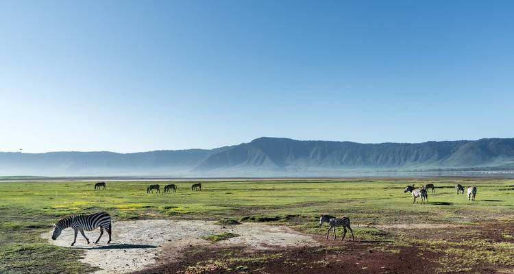 Zebra's die grazen in een wijdopen savanne onder een heldere blauwe lucht.