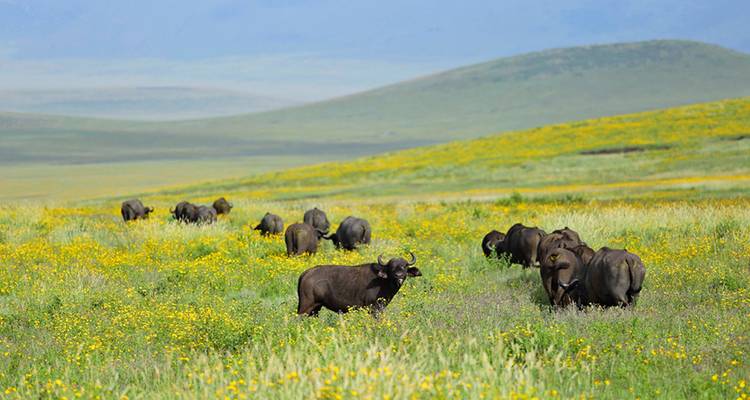 Kudde buffels grazend in een grasrijk veld met gele bloemen.