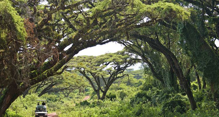 Voertuig rijdt door een weelderig bos met hoge, gewelfde bomen.