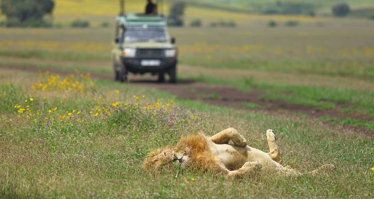 Leeuw die ontspant in een grasveld met een safarvoertuig op de achtergrond.