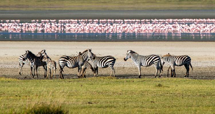Zebra's die samen staan bij een waterlichaam met roze flamingo's.