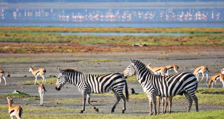 Zebra's en antilopen in een savanne met een meer en flamingo's.