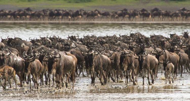 Grote kudde gnoes die een ondiep water oversteekt.
