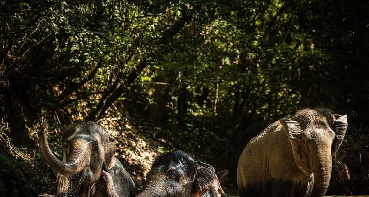 Donde viven los animales salvajes - Un circuito ético por Camboya - Adventure Travel Co. 4
