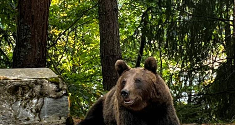 Een bruine beer in een bosgebied met weelderige groene bomen.