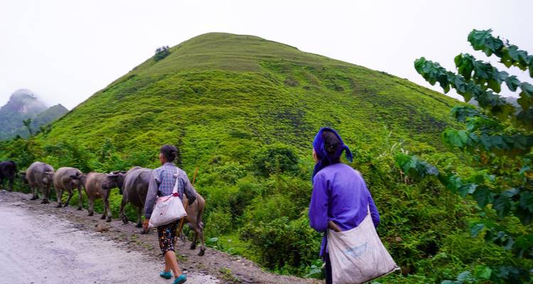 Dos mujeres locales caminan por un camino mojado junto a búfalos de agua con una colina verde brillante alzándose detrás.