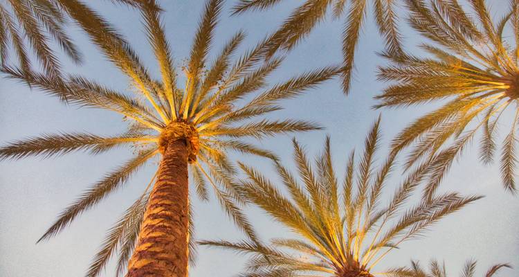 USA - California Express - 3 jours - Receptivo Aborigen Tours 2