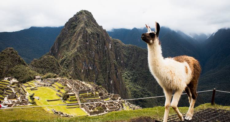Una llama en primer plano sobre las antiguas terrazas de piedra de Machu Picchu con los picos nevados de los Andes envueltos en niebla al fondo.