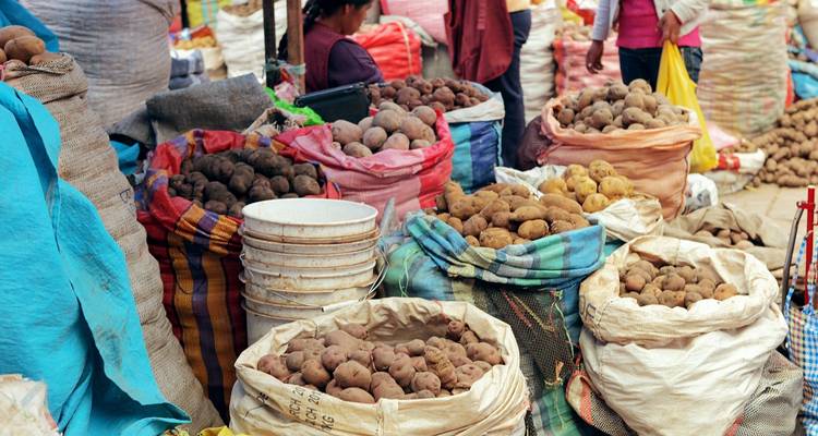 Sacos del mercado rebosantes de varias papas nativas en tonos tierra en un puesto de verduras peruano.