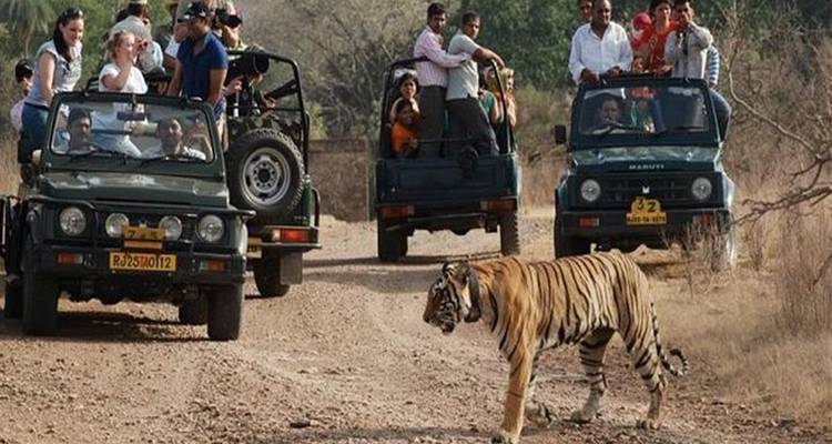 Safari animalier avec des invités observant un tigre.