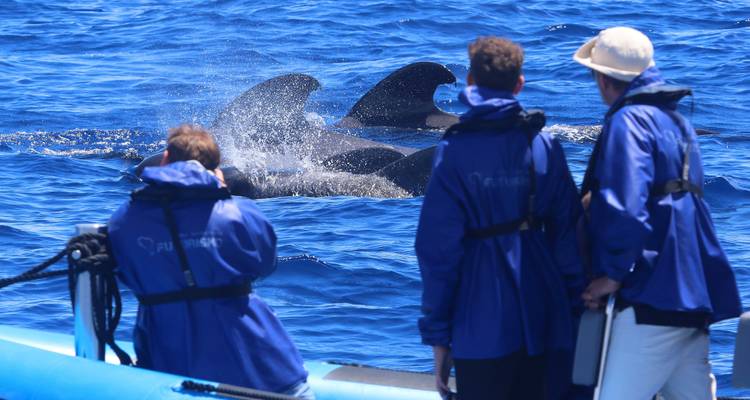 The Whales Expedition - Futurismo Azores Adventures 2