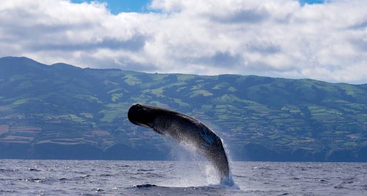 The Whales Expedition - Futurismo Azores Adventures 1