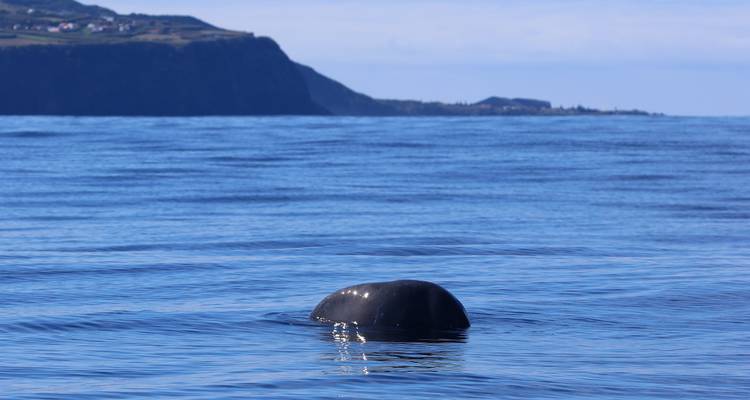 The Whales Expedition - Futurismo Azores Adventures 4