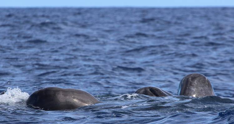 The Whales Expedition - Futurismo Azores Adventures 6